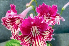 2020 Virtual Flower Show Section A – Gesneriads in Flower Class 9 – Old World Hybrids, excluding Saintpaulia