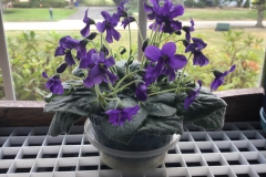 2020 Virtual Flower Show Section A – Gesneriads in Flower Class 9 – Old World Hybrids, excluding Saintpaulia