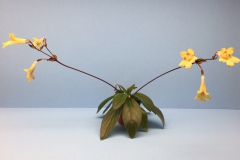 2020 Virtual Flower Show Section A – Gesneriads in Flower Class 9 – Old World Hybrids, excluding Saintpaulia