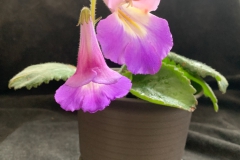 2020 Virtual Flower Show Section A – Gesneriads in Flower Class 9 – Old World Hybrids, excluding Saintpaulia