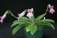 2020 Virtual Flower Show Section A – Gesneriads in Flower Class 9 – Old World Hybrids, excluding Saintpaulia