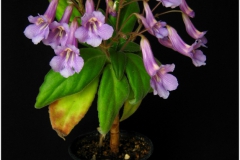 2020 Virtual Flower Show Section A – Gesneriads in Flower Class 9 – Old World Hybrids, excluding Saintpaulia