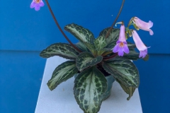 2020 Virtual Flower Show Section A – Gesneriads in Flower Class 9 – Old World Hybrids, excluding Saintpaulia