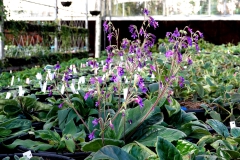 2020 Virtual Flower Show Section A – Gesneriads in Flower Class 9 – Old World Hybrids, excluding Saintpaulia