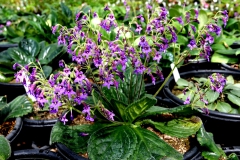 2020 Virtual Flower Show Section A – Gesneriads in Flower Class 9 – Old World Hybrids, excluding Saintpaulia