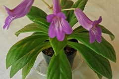 2020 Virtual Flower Show Section A – Gesneriads in Flower Class 9 – Old World Hybrids, excluding Saintpaulia
