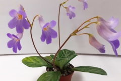 2020 Virtual Flower Show Section A – Gesneriads in Flower Class 9 – Old World Hybrids, excluding Saintpaulia