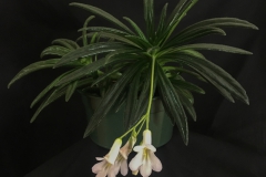 2020 Virtual Flower Show Section A – Gesneriads in Flower Class 9 – Old World Hybrids, excluding Saintpaulia