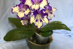 2020 Virtual Flower Show Section A – Gesneriads in Flower Class 9 – Old World Hybrids, excluding Saintpaulia