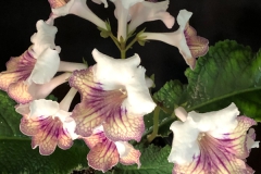 2020 Virtual Flower Show Section A – Gesneriads in Flower Class 9 – Old World Hybrids, excluding Saintpaulia