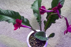 2020 Virtual Flower Show Section A – Gesneriads in Flower Class 9 – Old World Hybrids, excluding Saintpaulia