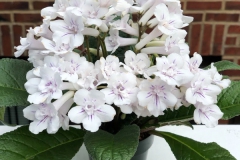 2020 Virtual Flower Show Section A – Gesneriads in Flower Class 9 – Old World Hybrids, excluding Saintpaulia
