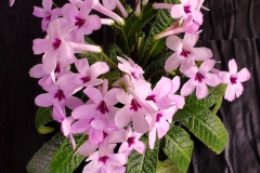 2020 Virtual Flower Show Section A – Gesneriads in Flower Class 9 – Old World Hybrids, excluding Saintpaulia