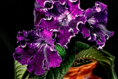 2020 Virtual Flower Show Section A – Gesneriads in Flower Class 9 – Old World Hybrids, excluding Saintpaulia