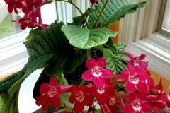 2020 Virtual Flower Show Section A – Gesneriads in Flower Class 9 – Old World Hybrids, excluding Saintpaulia