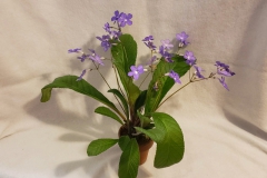 2020 Virtual Flower Show Section A – Gesneriads in Flower Class 9 – Old World Hybrids, excluding Saintpaulia