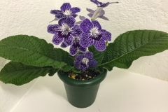 2020 Virtual Flower Show Section A – Gesneriads in Flower Class 9 – Old World Hybrids, excluding Saintpaulia