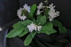 2020 Virtual Flower Show Section A – Gesneriads in Flower Class 9 – Old World Hybrids, excluding Saintpaulia