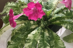 2020 Virtual Flower Show Section A – Gesneriads in Flower Class 9 – Old World Hybrids, excluding Saintpaulia