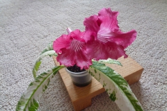 2020 Virtual Flower Show Section A – Gesneriads in Flower Class 9 – Old World Hybrids, excluding Saintpaulia