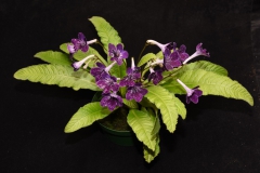 2020 Virtual Flower Show Section A – Gesneriads in Flower Class 9 – Old World Hybrids, excluding Saintpaulia