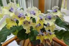 2020 Virtual Flower Show Section A – Gesneriads in Flower Class 9 – Old World Hybrids, excluding Saintpaulia
