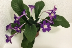 2020 Virtual Flower Show Section A – Gesneriads in Flower Class 9 – Old World Hybrids, excluding Saintpaulia