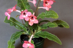 2020 Virtual Flower Show Section A – Gesneriads in Flower Class 9 – Old World Hybrids, excluding Saintpaulia