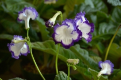 2020 Virtual Flower Show Section A – Gesneriads in Flower Class 9 – Old World Hybrids, excluding Saintpaulia