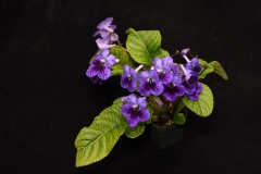 2020 Virtual Flower Show Section A – Gesneriads in Flower Class 9 – Old World Hybrids, excluding Saintpaulia