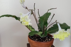 2020 Virtual Flower Show Section A – Gesneriads in Flower Class 9 – Old World Hybrids, excluding Saintpaulia