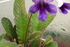 2020 Virtual Flower Show Section A – Gesneriads in Flower Class 9 – Old World Hybrids, excluding Saintpaulia