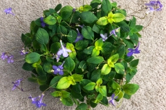 2020 Virtual Flower Show Section A – Gesneriads in Flower Class 9 – Old World Hybrids, excluding Saintpaulia