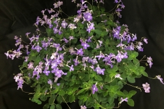 2020 Virtual Flower Show Section A – Gesneriads in Flower Class 9 – Old World Hybrids, excluding Saintpaulia