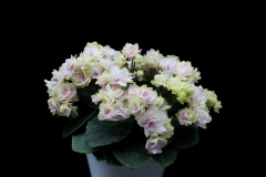 2020 Virtual Flower Show Section A – Gesneriads in Flower Class 10 – Old World Hybrids, Saintpaulia Hybrids