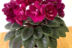 2020 Virtual Flower Show Section A – Gesneriads in Flower Class 10 – Old World Hybrids, Saintpaulia Hybrids
