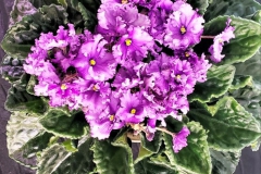 2020 Virtual Flower Show Section A – Gesneriads in Flower Class 10 – Old World Hybrids, Saintpaulia Hybrids