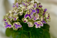2020 Virtual Flower Show Section A – Gesneriads in Flower Class 10 – Old World Hybrids, Saintpaulia Hybrids