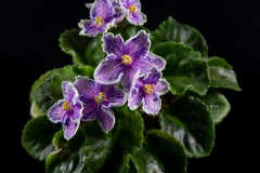 2020 Virtual Flower Show Section A – Gesneriads in Flower Class 10 – Old World Hybrids, Saintpaulia Hybrids