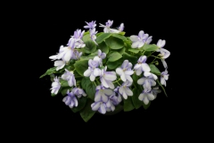 2020 Virtual Flower Show Section A – Gesneriads in Flower Class 10 – Old World Hybrids, Saintpaulia Hybrids