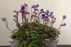 2020 Virtual Flower Show Section A – Gesneriads in Flower Class 10 – Old World Hybrids, Saintpaulia Hybrids