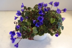 2020 Virtual Flower Show Section A – Gesneriads in Flower Class 10 – Old World Hybrids, Saintpaulia Hybrids