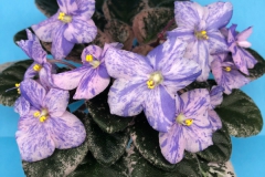 2020 Virtual Flower Show Section A – Gesneriads in Flower Class 10 – Old World Hybrids, Saintpaulia Hybrids