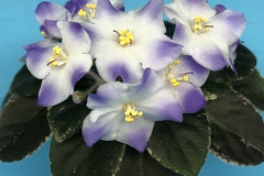 2020 Virtual Flower Show Section A – Gesneriads in Flower Class 10 – Old World Hybrids, Saintpaulia Hybrids