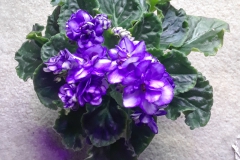2020 Virtual Flower Show Section A – Gesneriads in Flower Class 10 – Old World Hybrids, Saintpaulia Hybrids