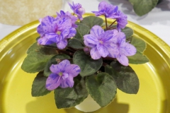 2020 Virtual Flower Show Section A – Gesneriads in Flower Class 10 – Old World Hybrids, Saintpaulia Hybrids