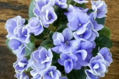 2020 Virtual Flower Show Section A – Gesneriads in Flower Class 10 – Old World Hybrids, Saintpaulia Hybrids