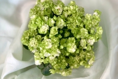 2020 Virtual Flower Show Section A – Gesneriads in Flower Class 10 – Old World Hybrids, Saintpaulia Hybrids