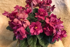 2020 Virtual Flower Show Section A – Gesneriads in Flower Class 10 – Old World Hybrids, Saintpaulia Hybrids
