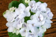 2020 Virtual Flower Show Section A – Gesneriads in Flower Class 10 – Old World Hybrids, Saintpaulia Hybrids